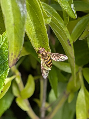 Unknown species found near Redmont Park, Birmingham, AL, USA