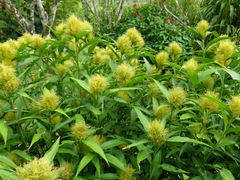 Schaueria
