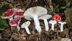 Russula mexicana