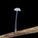 Mycena guzmanii - Photo (c) Alan Rockefeller, some rights reserved (CC BY), uploaded by Alan Rockefeller