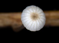 Mycena guzmanii