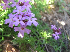 Verbena atacamensis