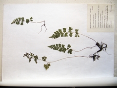 Dennstaedtia wilfordii