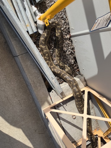 Coastal Carpet Python sighting