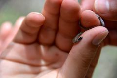 Tantilla hobartsmithi