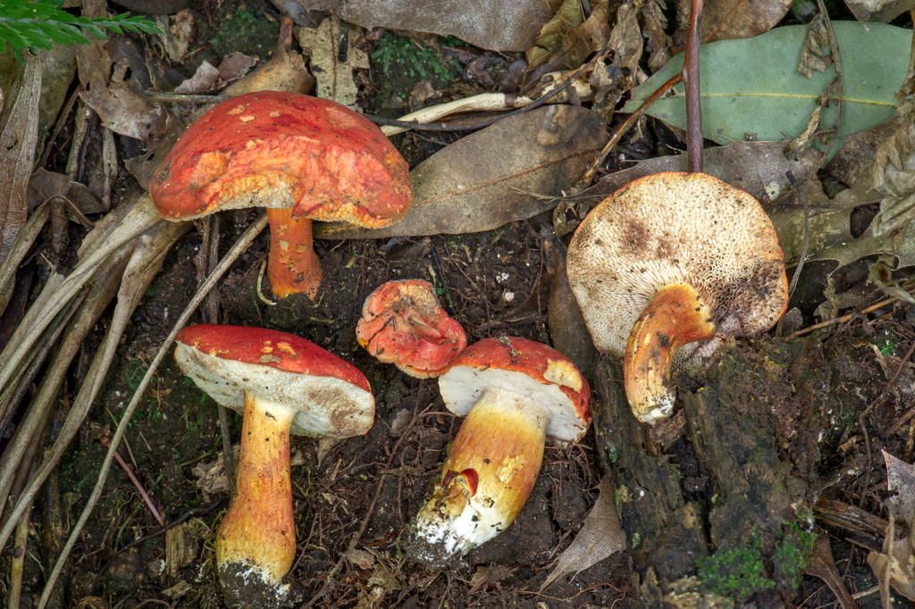 Tylopilus leucomycelinus