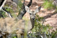 Odocoileus virginianus carminis