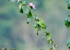 Chloropsis aurifrons
