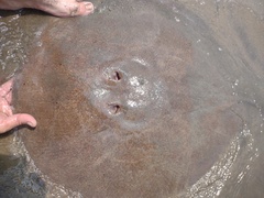 Gome's Round Ray photo 2