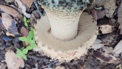 Amanita pelioma