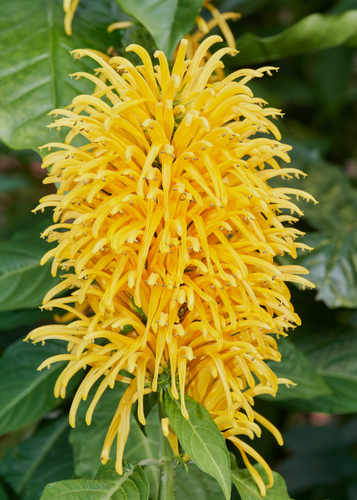 Justicia aurea
