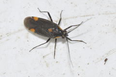 Capsodes flavomarginatus