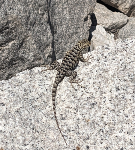 iNaturalist observation photo of Western Fence Lizard