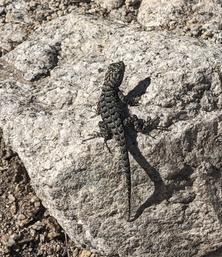 iNaturalist observation photo of Western Fence Lizard