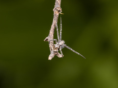 Rhysodromus pictus