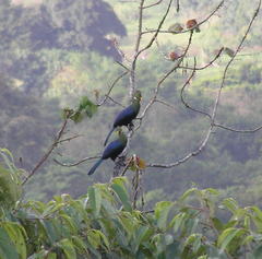 Yellow-Billed Turaco photo 4