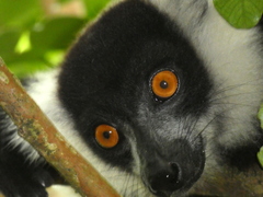 Lemuroidea