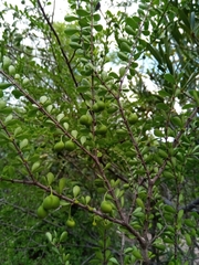 Peponidium
