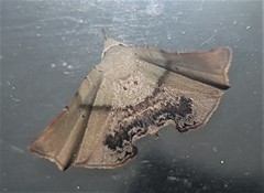 Esthlodora versicolor