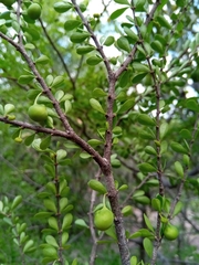 Peponidium