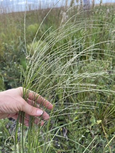 Digitaria filiformis observed 2025-10-19