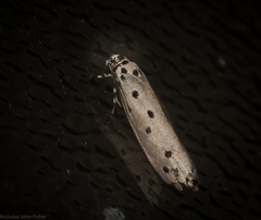 Ethmia heptasema