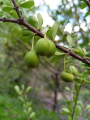 Peponidium