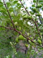Peponidium