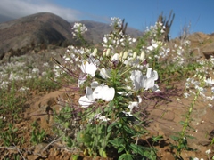 Cleome chilensis