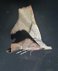 Esthlodora versicolor