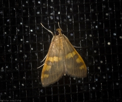 Rehimena surusalis