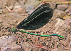 Calopteryx japonica