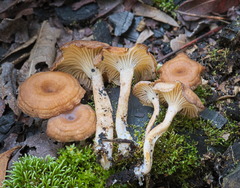 Faerberia carbonaria