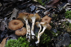 Faerberia carbonaria