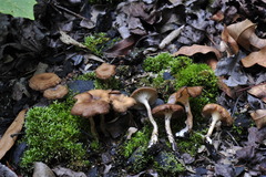 Faerberia carbonaria