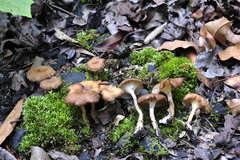 Faerberia carbonaria