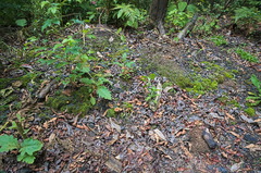 Faerberia carbonaria