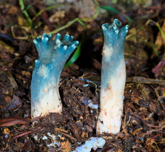 Phaeoclavulina cyanocephala