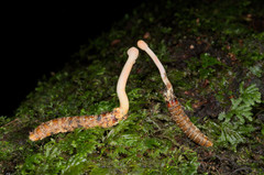 Paraisaria gracilioides