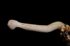 Paraisaria gracilioides