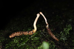 Paraisaria gracilioides