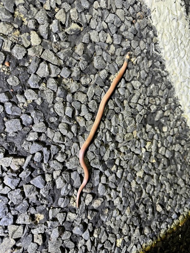 Unbanded Shovel-nosed Snake sighting