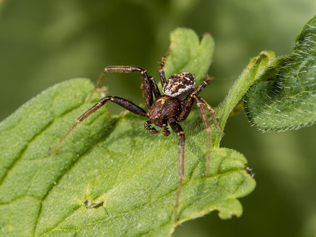 Xysticus dzhungaricus