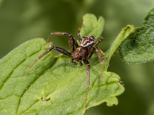 Xysticus dzhungaricus