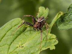 Xysticus dzhungaricus