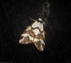 Thallarcha staurocola