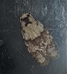 Tracholena sulfurosa