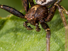 Xysticus dzhungaricus