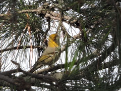 Peucedramus taeniatus