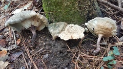 Microporellus dealbatus